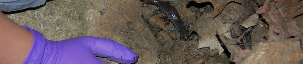 Salamander-Release-017-1